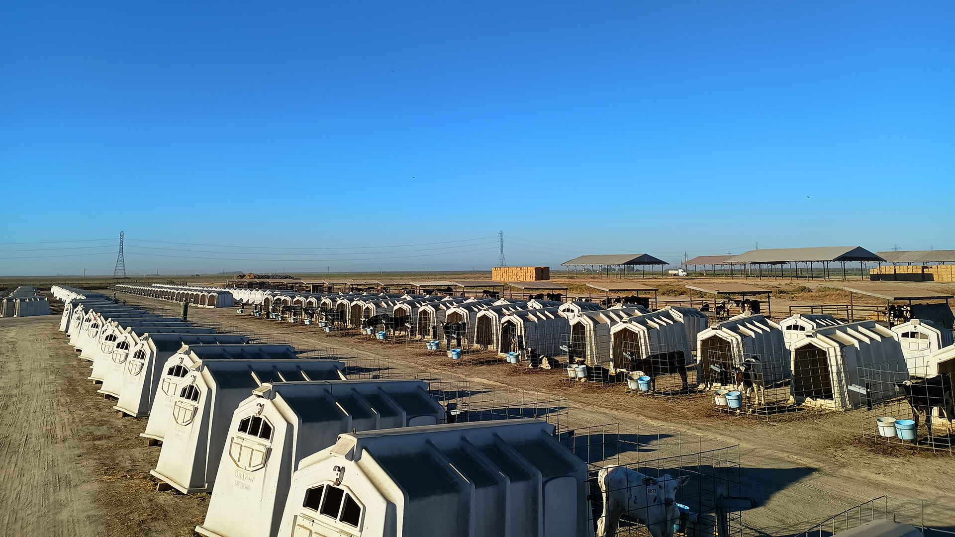 Rows of white calf hutches with calves visible, arranged along dirt paths with open fields and barn structures in the background.