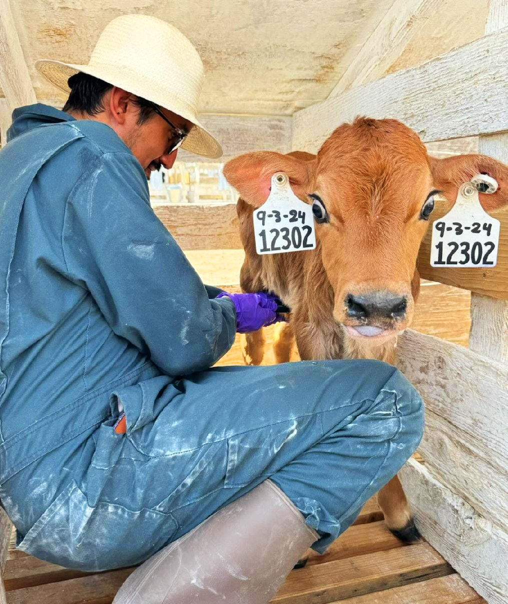 A person wearing a straw hat and blue coveralls attends to a calf with ear tags in a wooden enclosure.